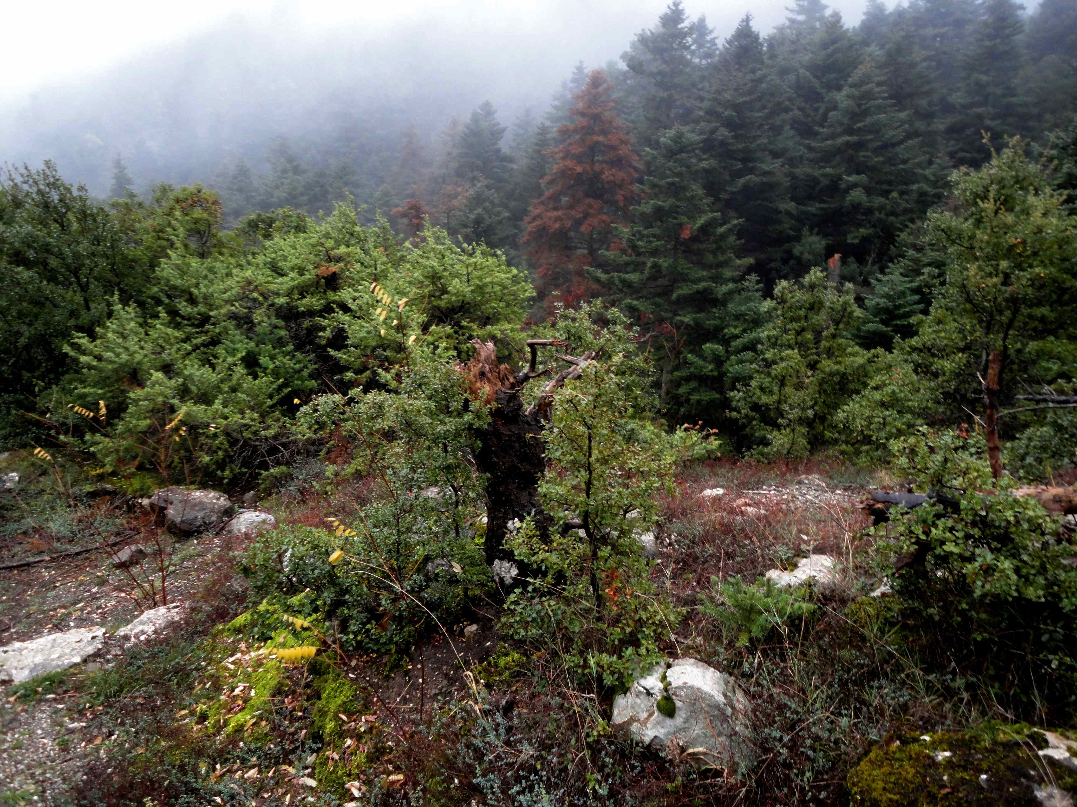 ΟΛΙΓΥΡΤΟΣ 24/1/2026