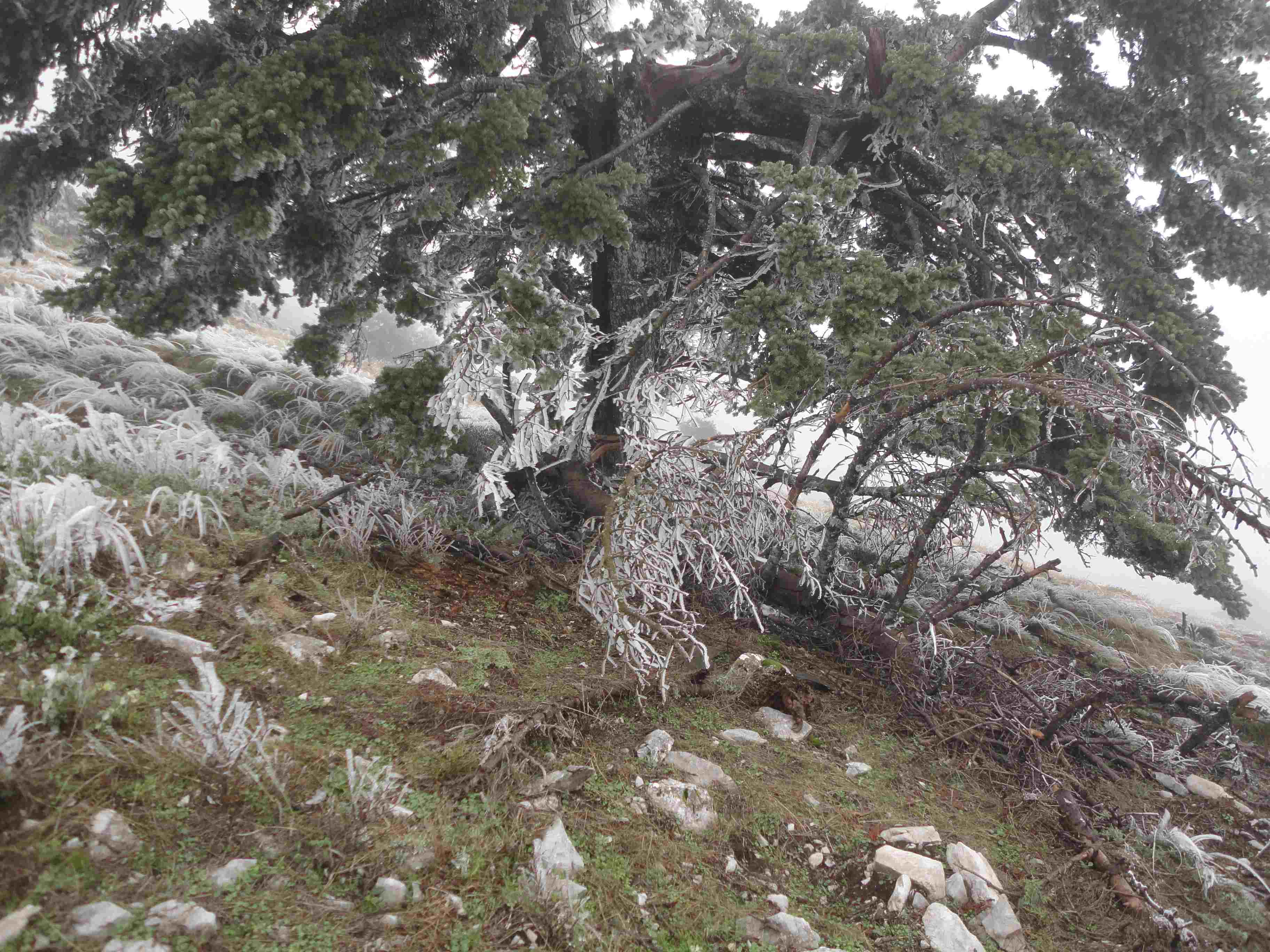 ΕΛΙΚΩΝΑΣ 22/3/2026